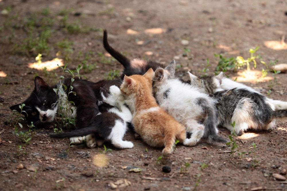 Beslediği kedi ve köpekler mahkemelik etti!